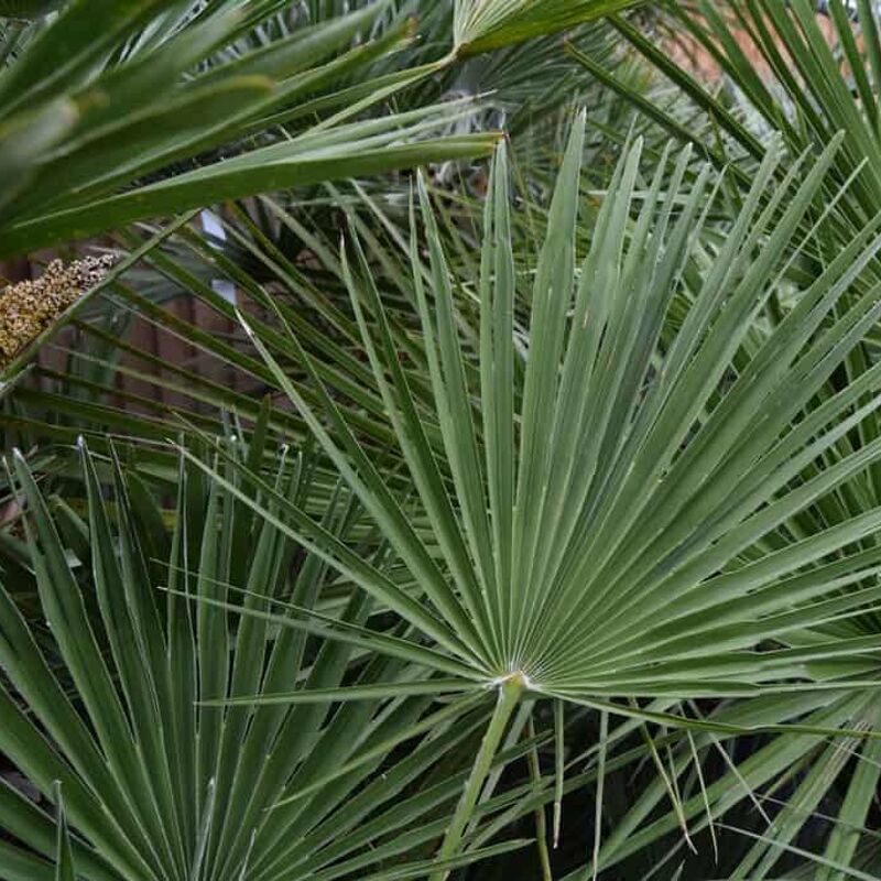 Chamaerops humilis 100-125 cm